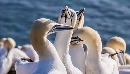 kaiyun.com-马丁内斯告别申花正式转会离开 重返墨西哥联赛