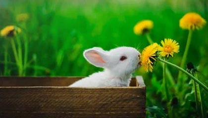 开云-美媒罗列三种交易韦少方案 哈登将联手格里芬？